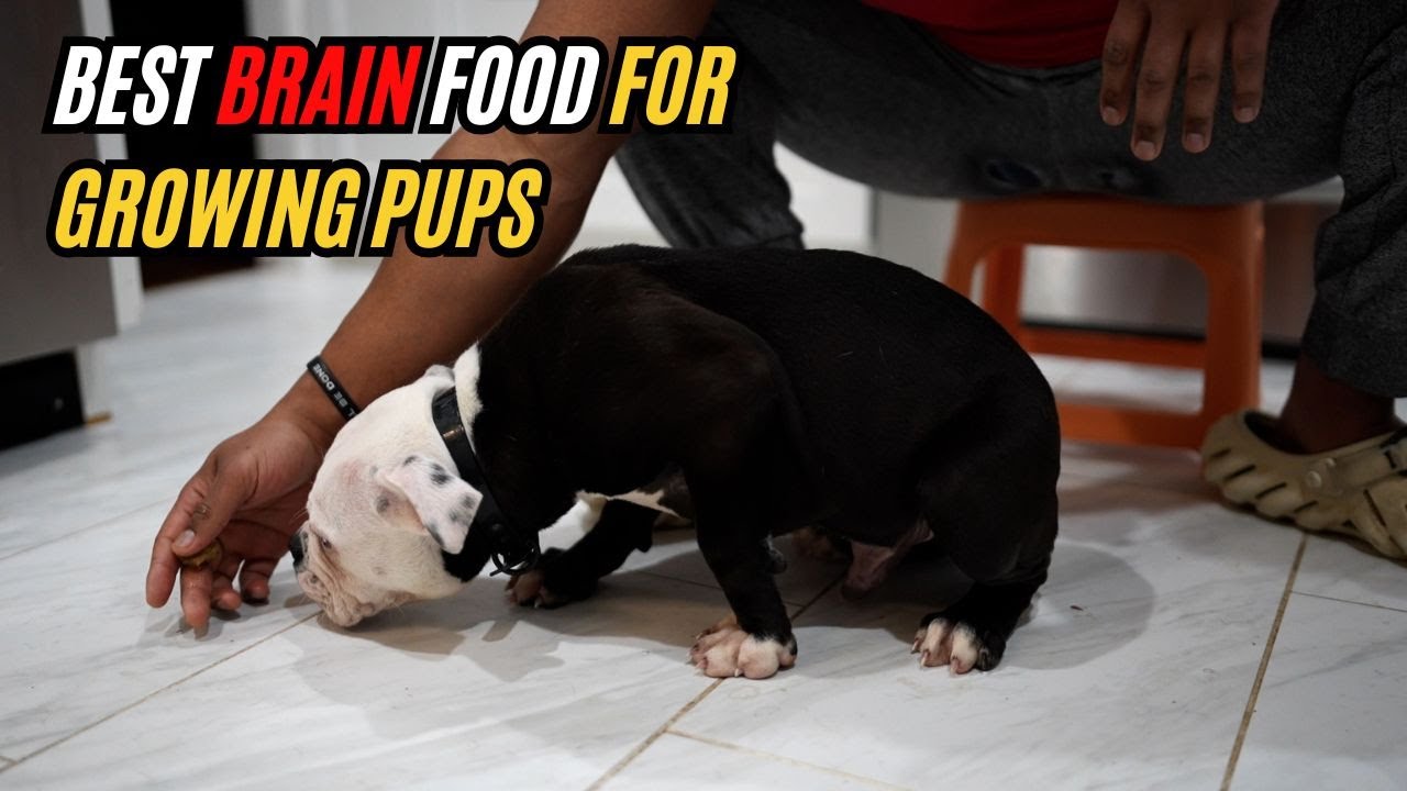 The BEST Brain Food for Developing Puppies!!!