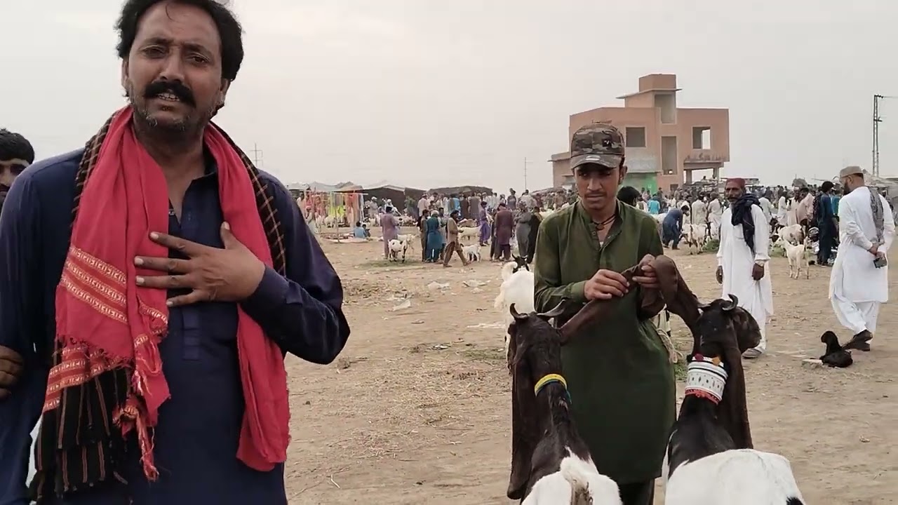 Hyderabad Baypss Bakra Mandi update