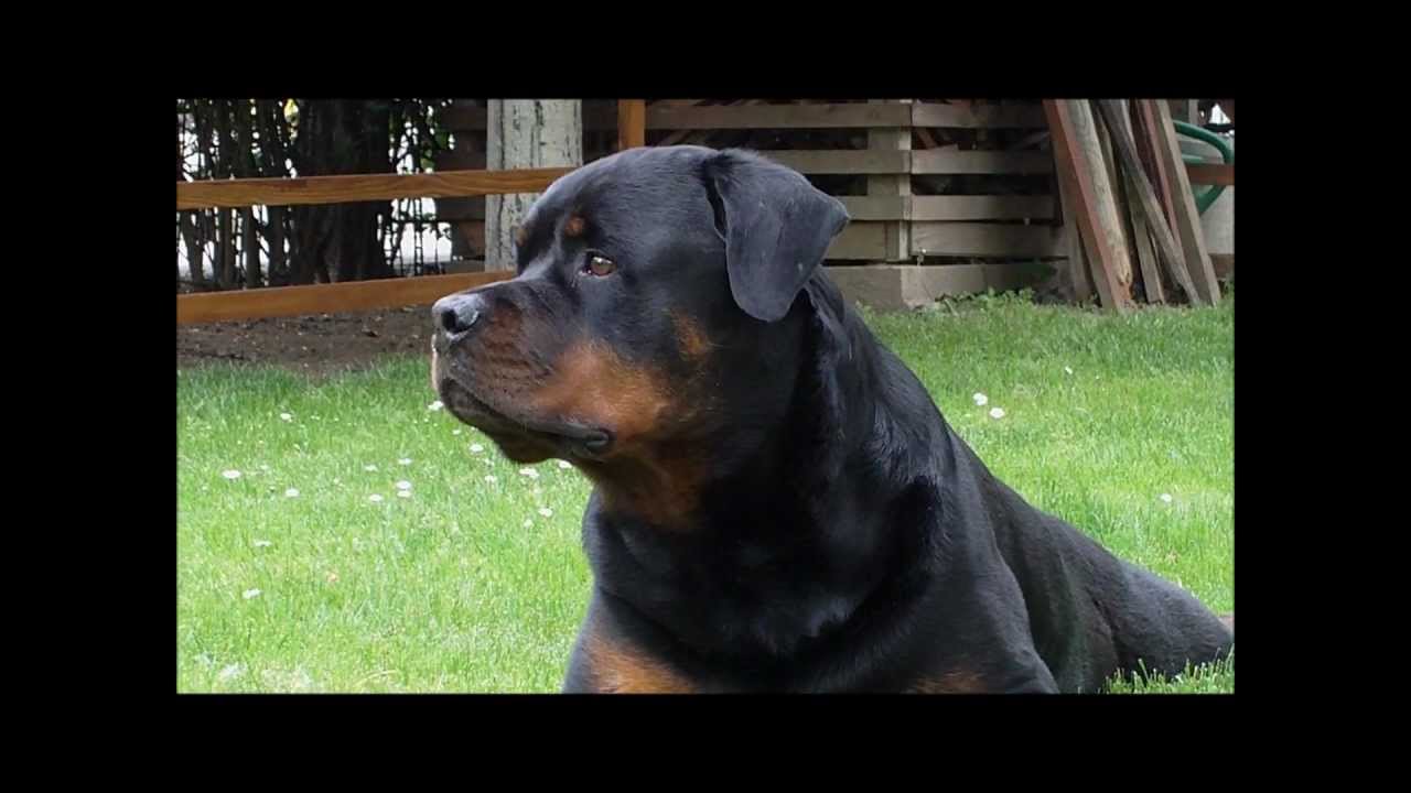 Rottweiler as a guardian