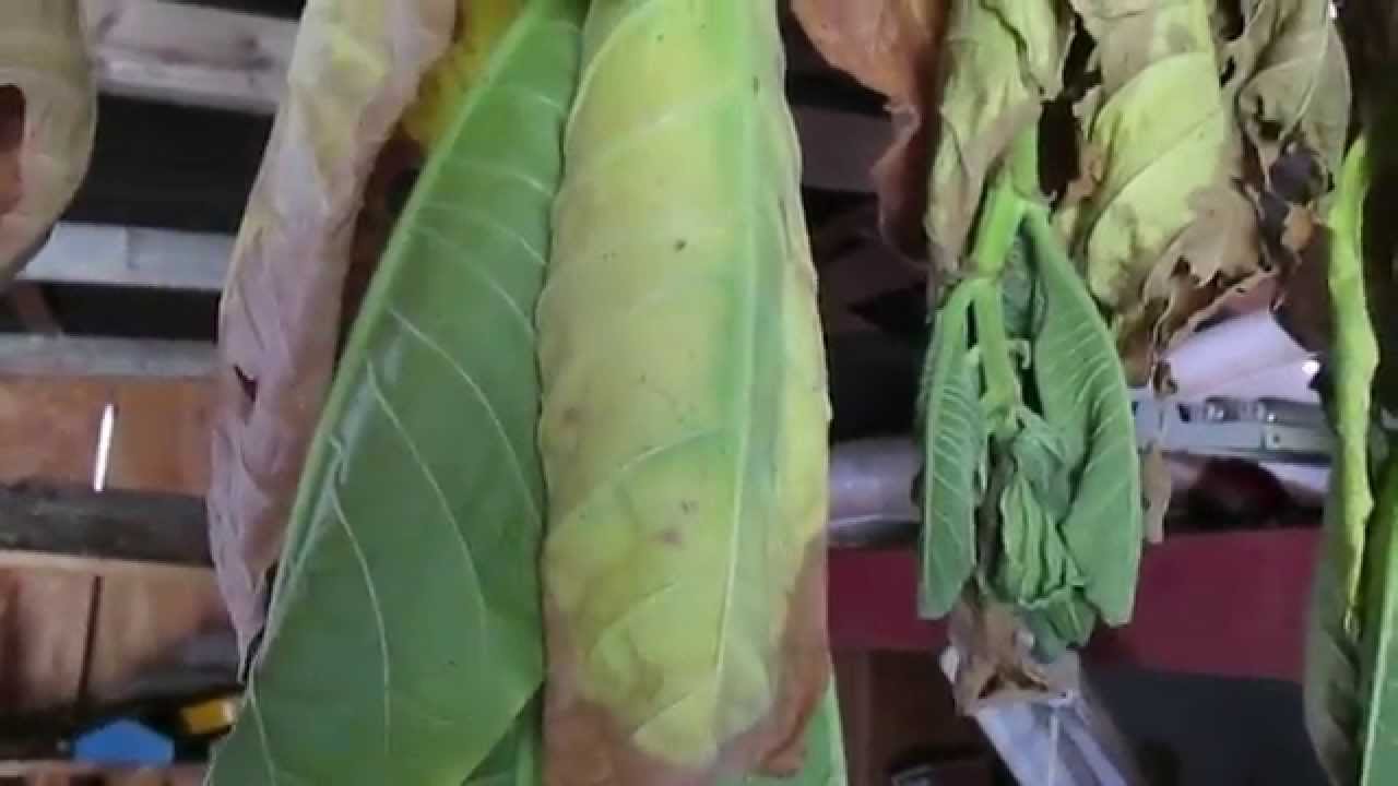 7 Burley Tobacco Planting and Curing series 7