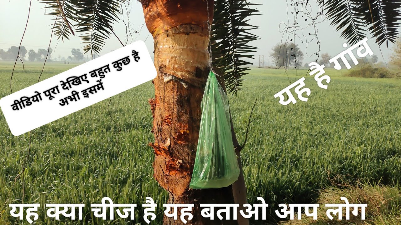 😱AAJ mai dikhaunga APNE gaw 🛖 KA TOP sin👍 आज देखिए 🌎गांव का नजारा