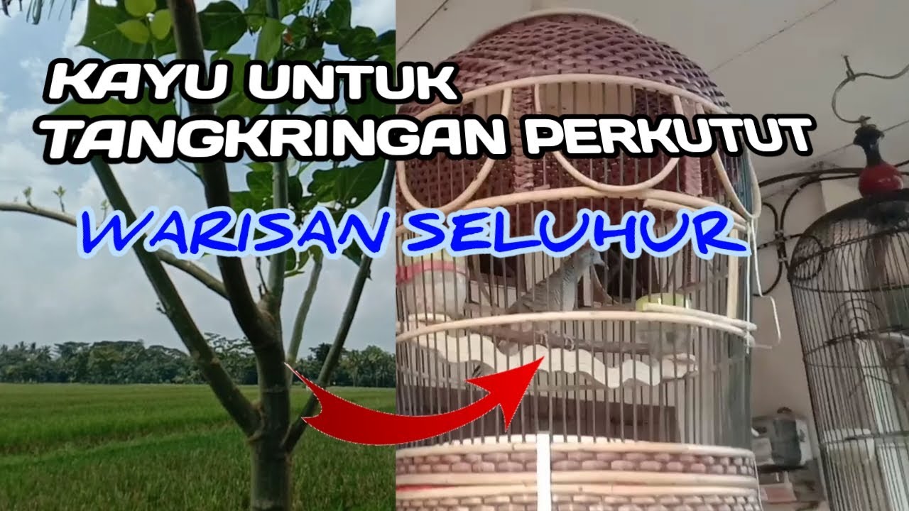 Kayu Tangkringan yang disukai Perkutut menurut leluhur