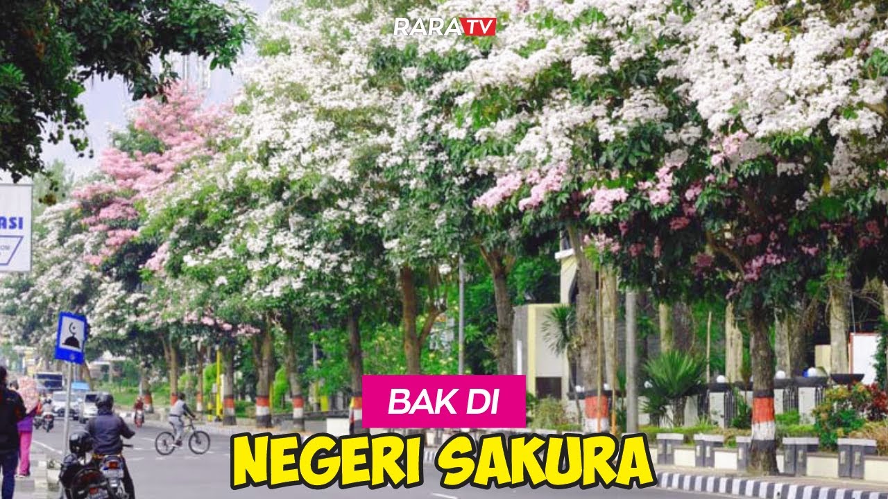 SEDANG VIRAL ❗❗ BUNGA TABEBUYA BERMEKARAN DI KOTA MAGELANG