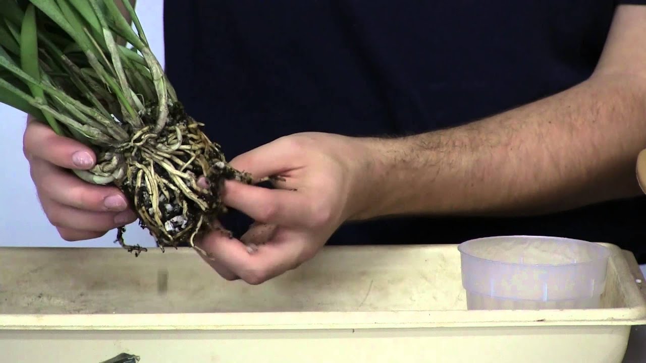 How To Repot Masdevallia Orchids