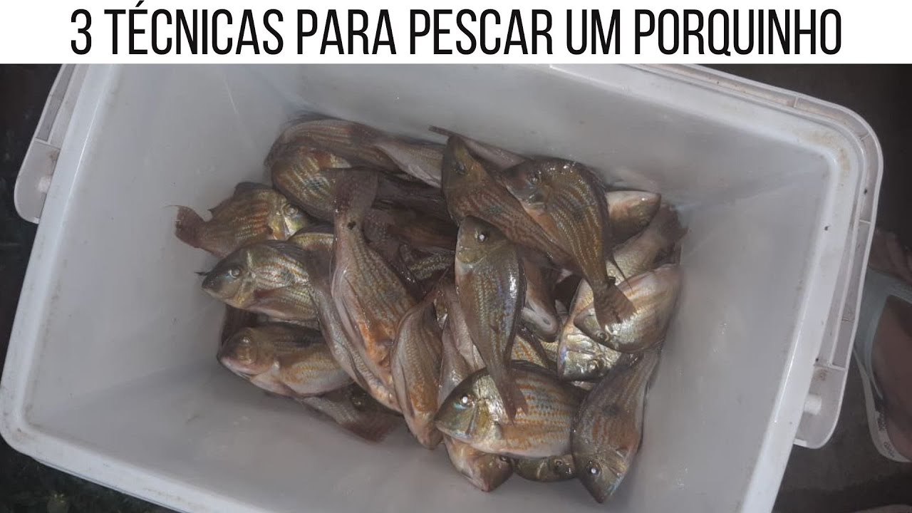 T&Eacute;CNICAS PARA PESCAR UM PORQUINHO