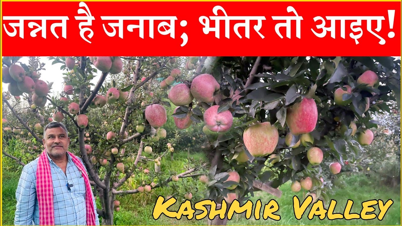 कश्मीर की वादियों में जन्नत है जनाब ! भीतर तो आइए | कैसे होते हैं Srinagar में सेब के बागान ?