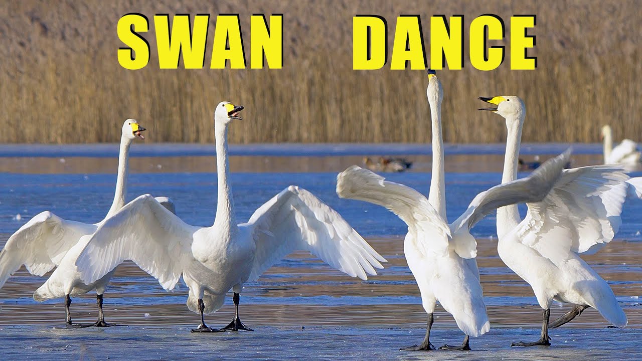 WHOOPER SWAN birds dancing on ice