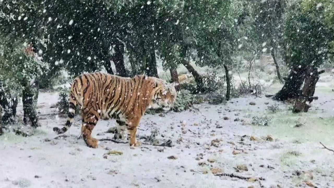 Tiger explores snow at Jordan rescue center