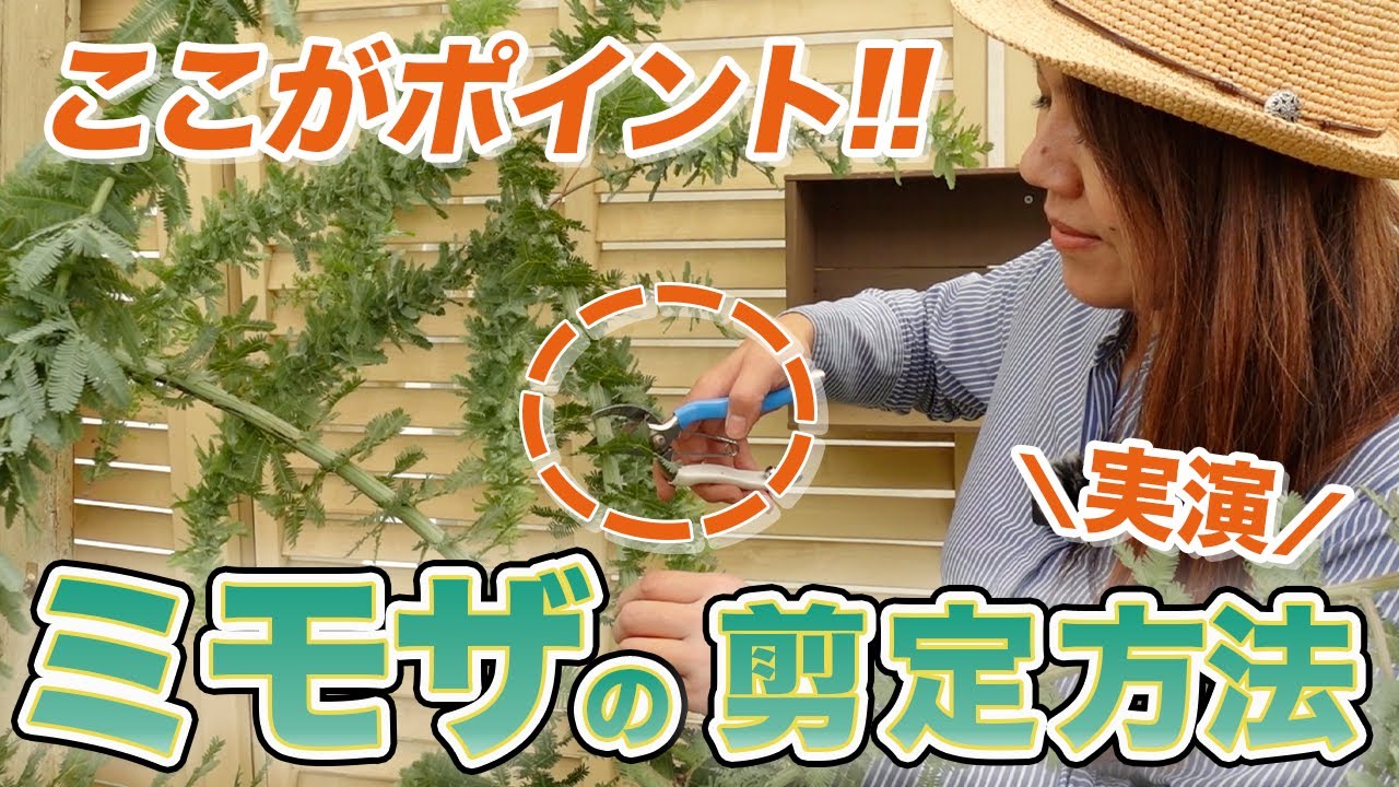 【これで失敗しない‼︎】初心者でもできる！今こそやるべきミモザの剪定方法をプロが伝授します♪【初心者向け】【ガーデニング】【園芸チャンネル】