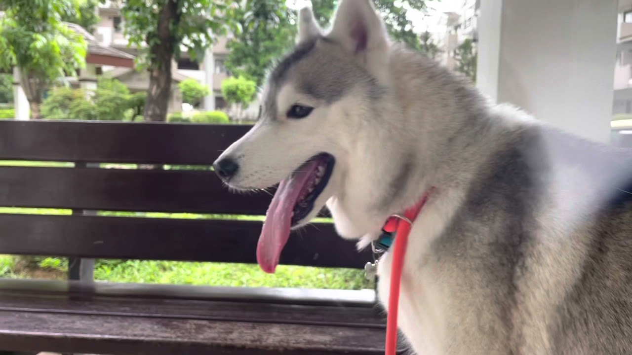 Husky tours at Rosewood Pointe Acacia Estate