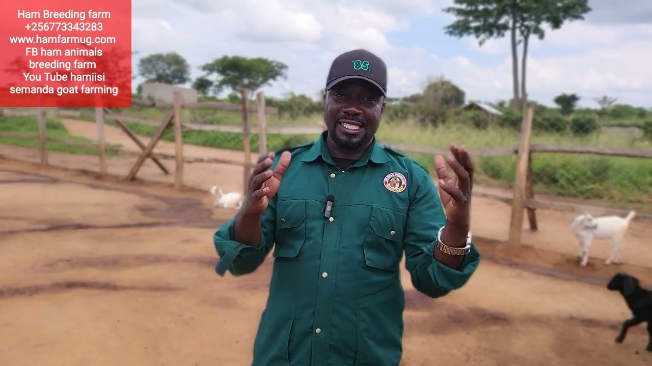 How to start goat farming part 9 ( breeds and quarantine handling  )