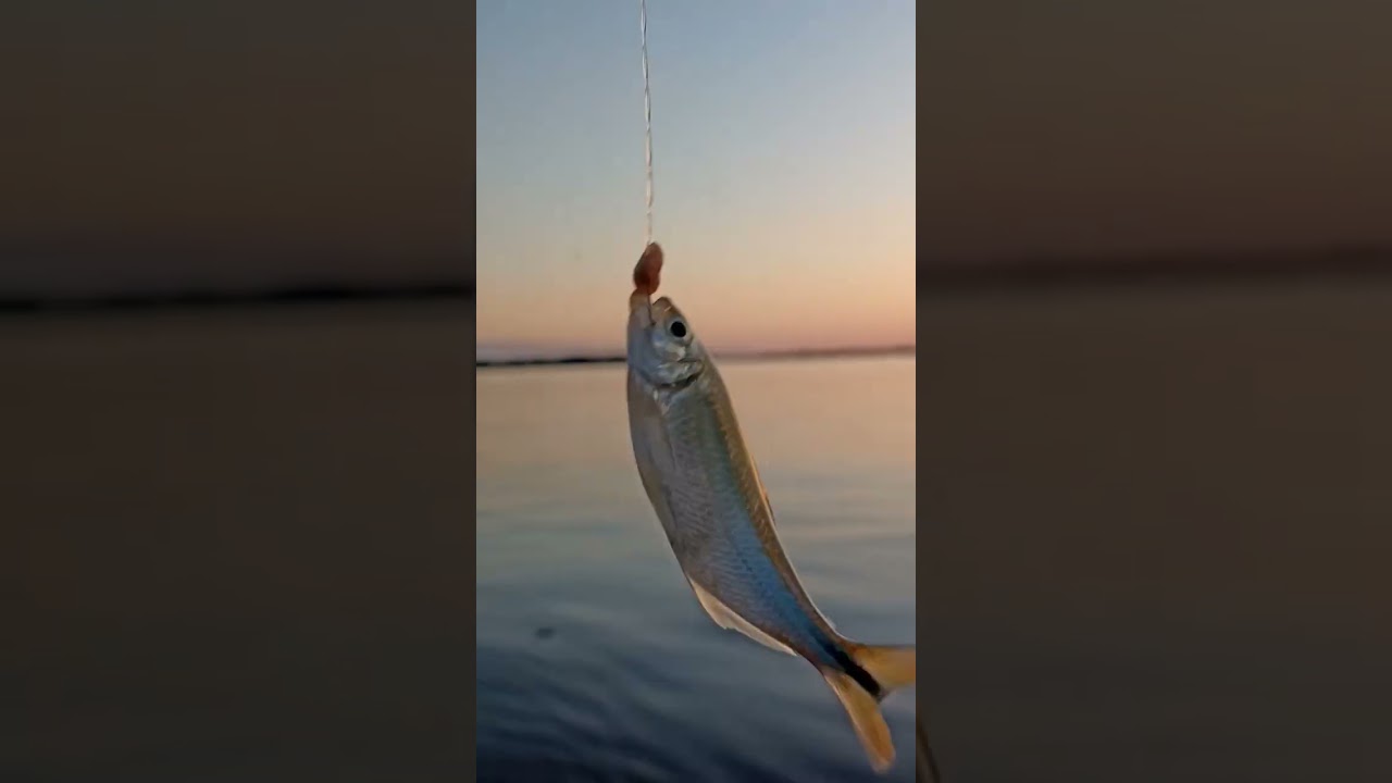 Atardeceres #naturaleza #atardecer #videos #pesca #videos #argentina #campamentos