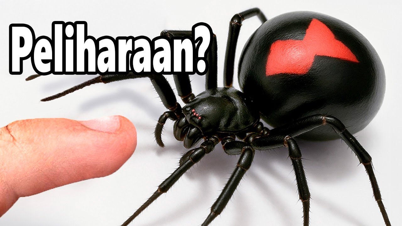 Saya Memelihara Laba-Laba Janda Hitam(Ya, Benar-Benar)