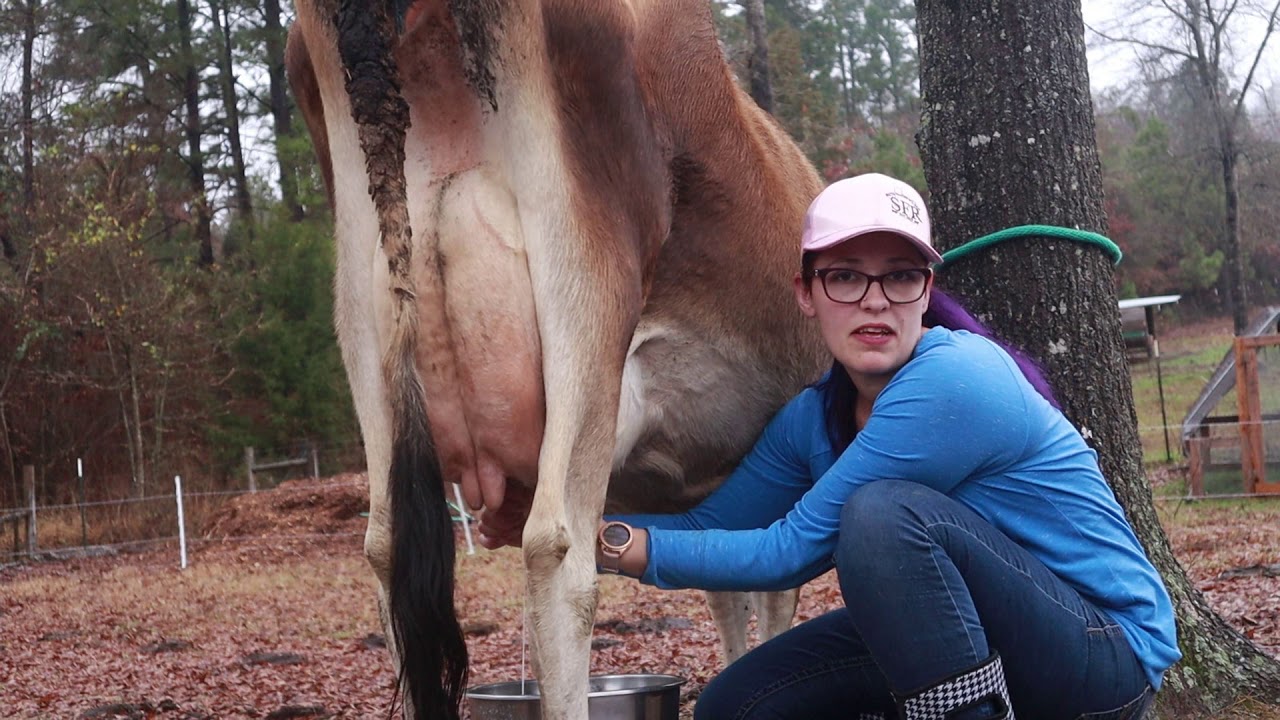 Milking our family cow | improvement on her cream line