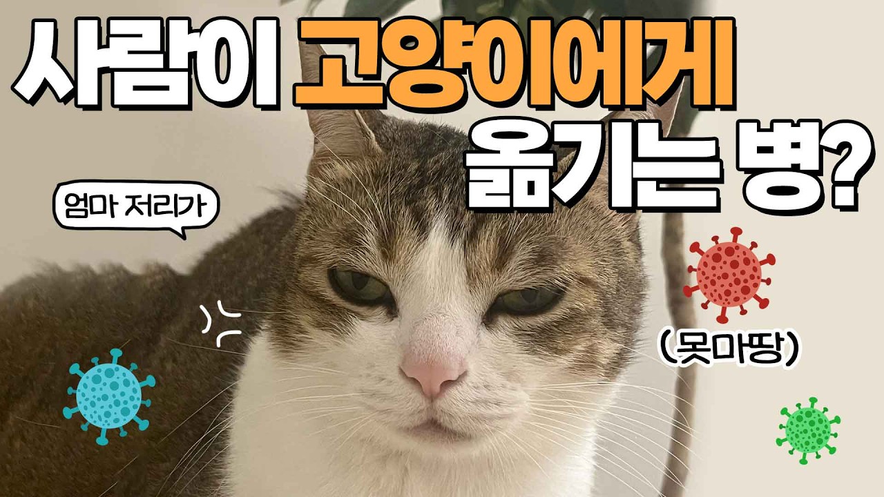 사람이 많이 걸리는 질병 중 “이것”은 고양이에게 전파됩니다