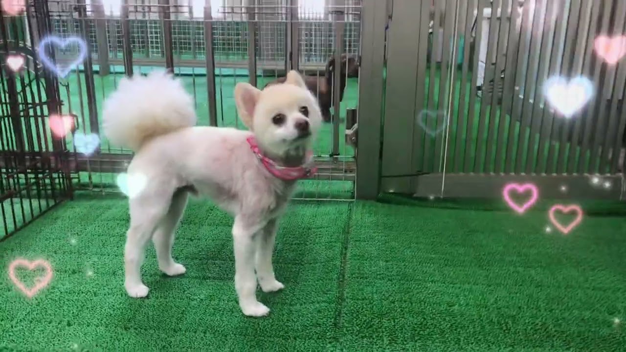 20260315　ダックペットサービス　朝のわんこ達