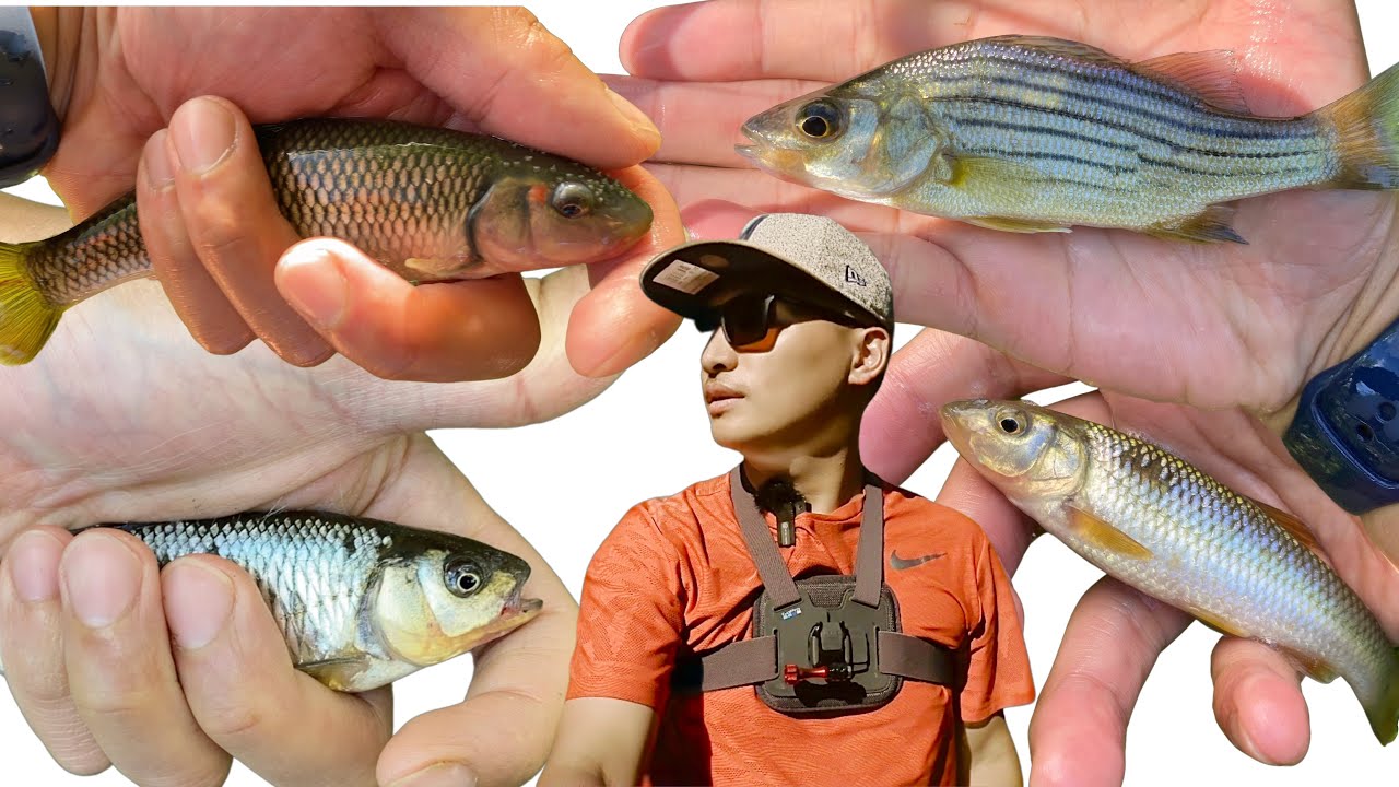 MICRO FISHING | tiny but MIGHTY