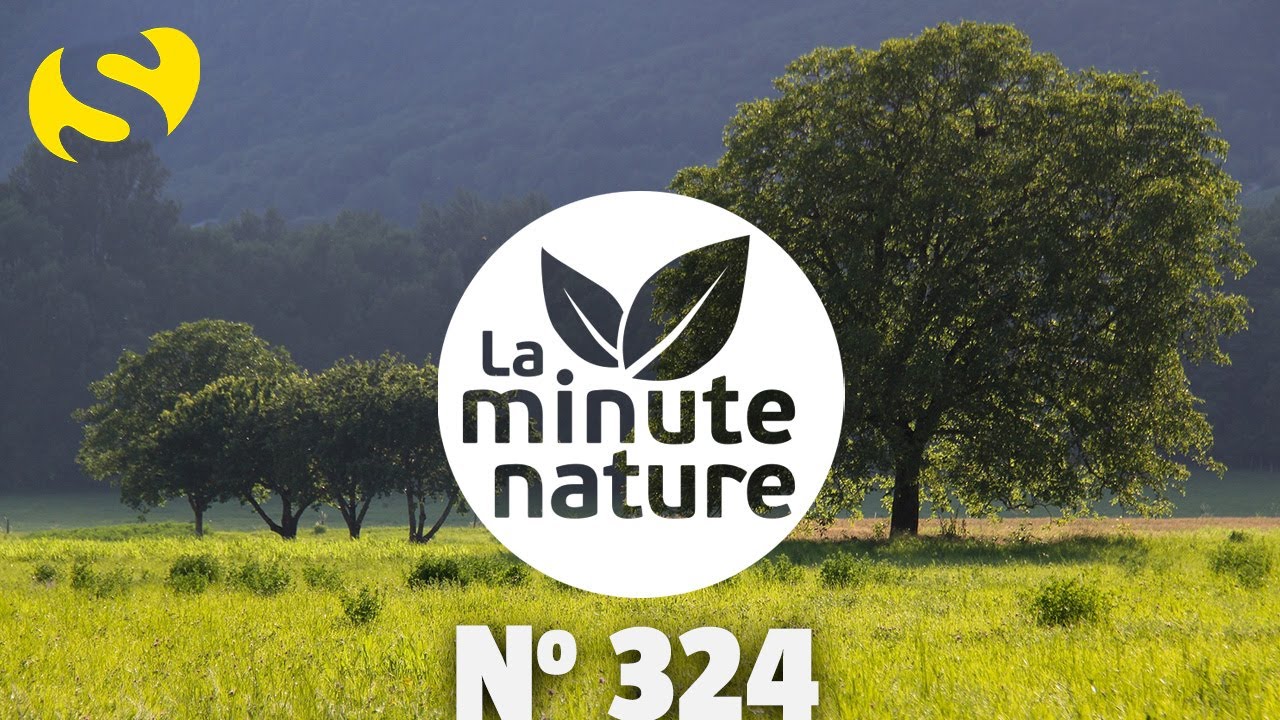 SECRETS D'ARBRES (4) LE NOYER (No 324)