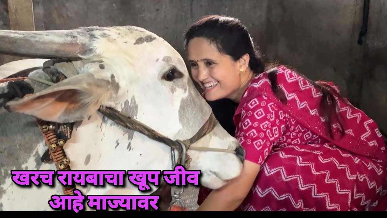 खरच रायबाचा खूप जीव आहे माज्यावर 🥰 | Bailgada Sharyat |