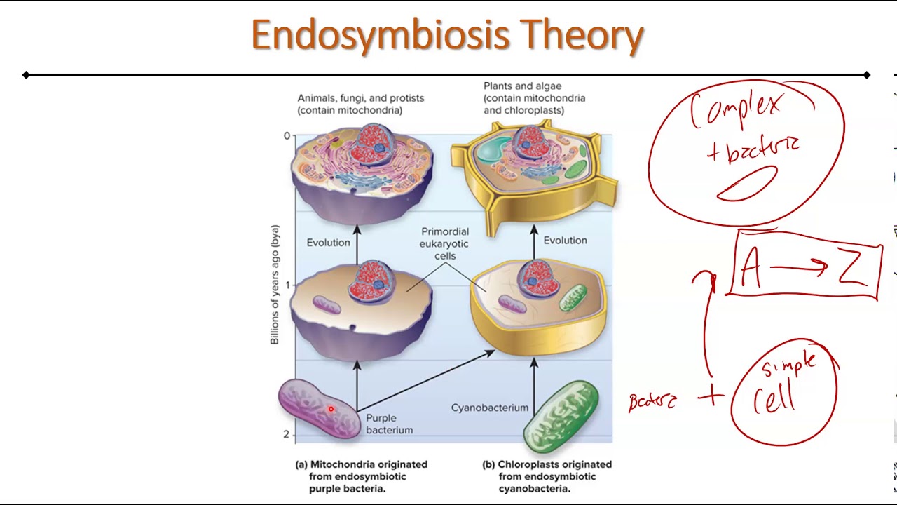 SemiAutonomous Organelles