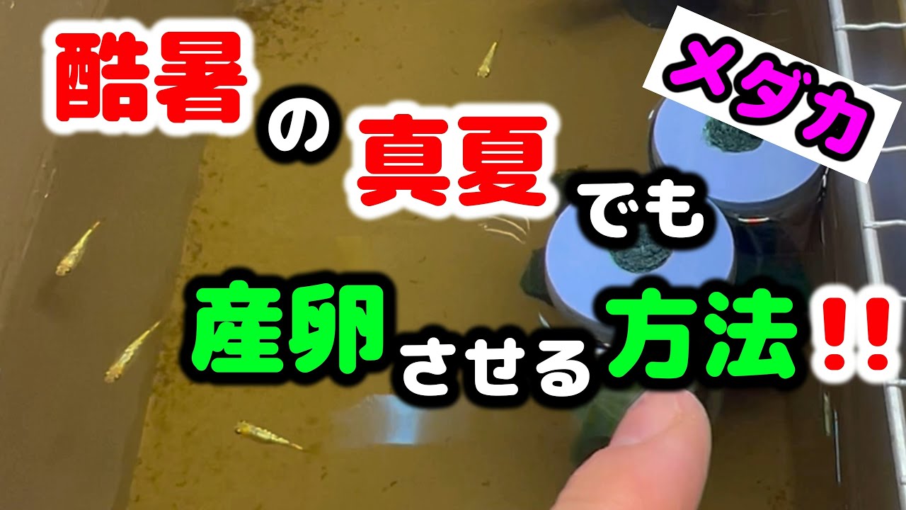 【最新高級めだか】この酷暑でも「サンシャイン」を産卵させる方法