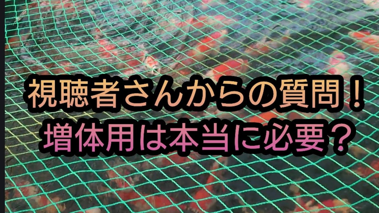 質問、増体用は必要？