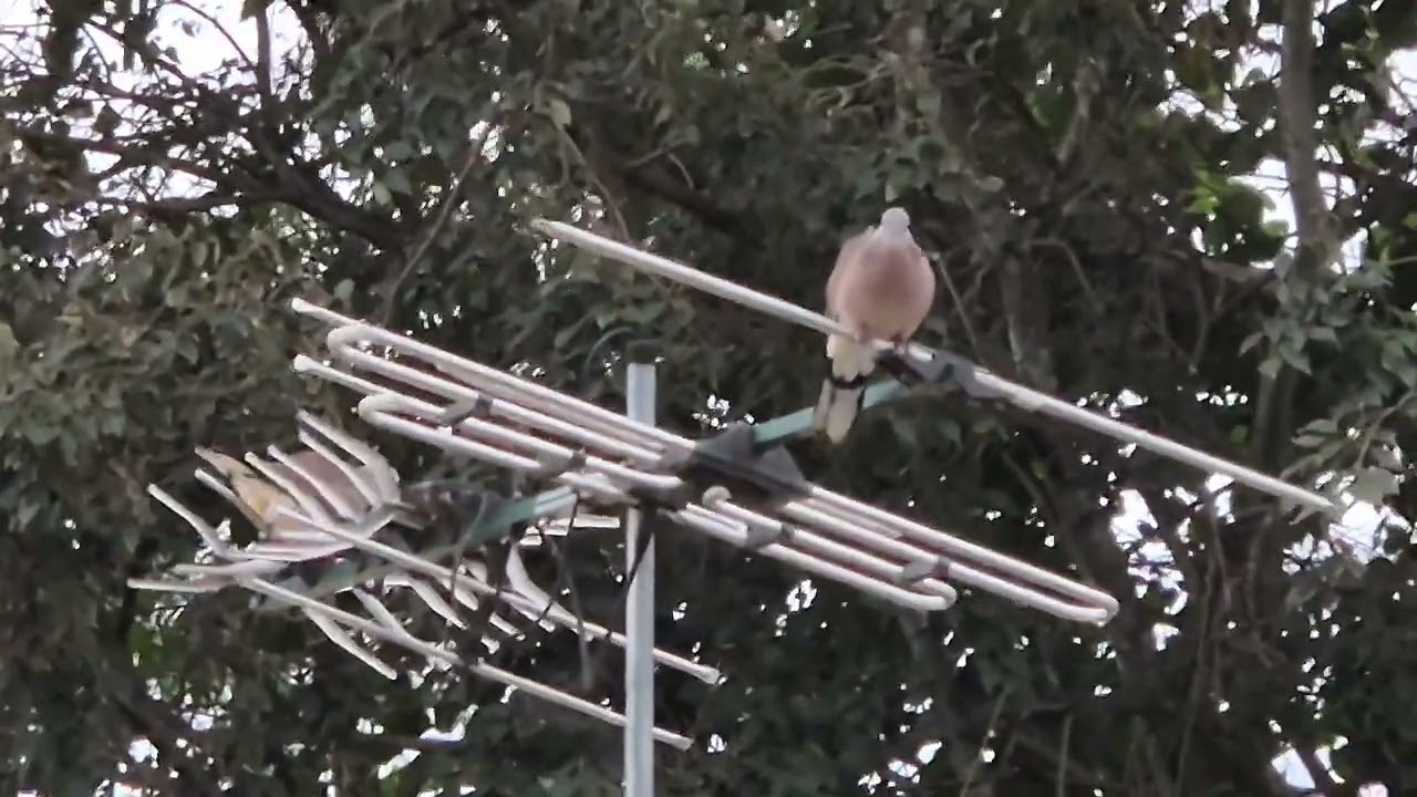 Bad tv reception birds !!