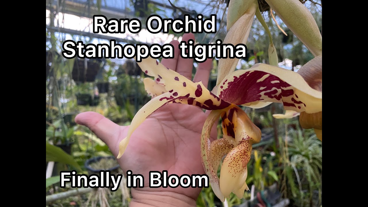 Very Rare Orchid Species Stanhopea tigrina in Bloom!