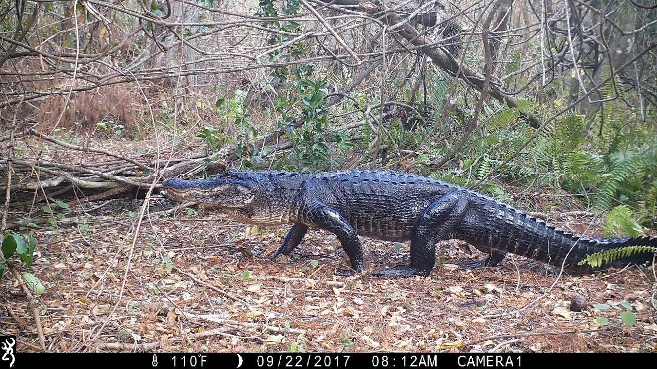 Swamp Trail Camera Pickup