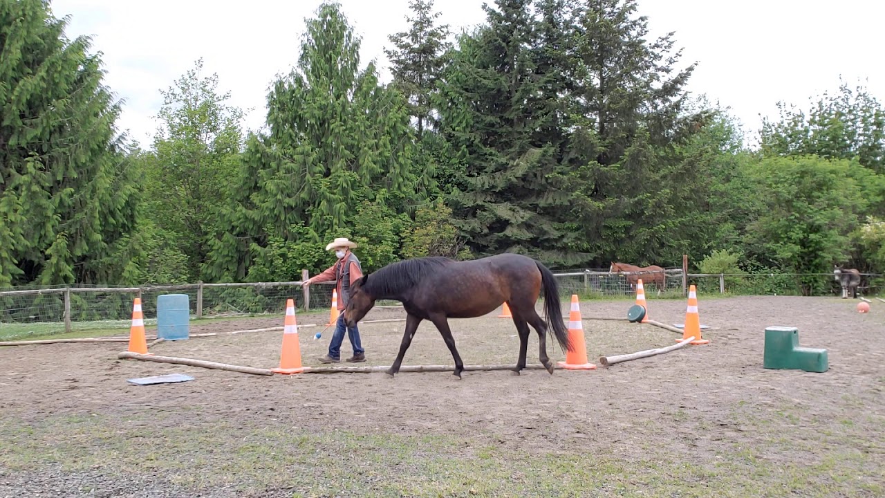 Introducing the mounting block with positive reinforcement/clicker training