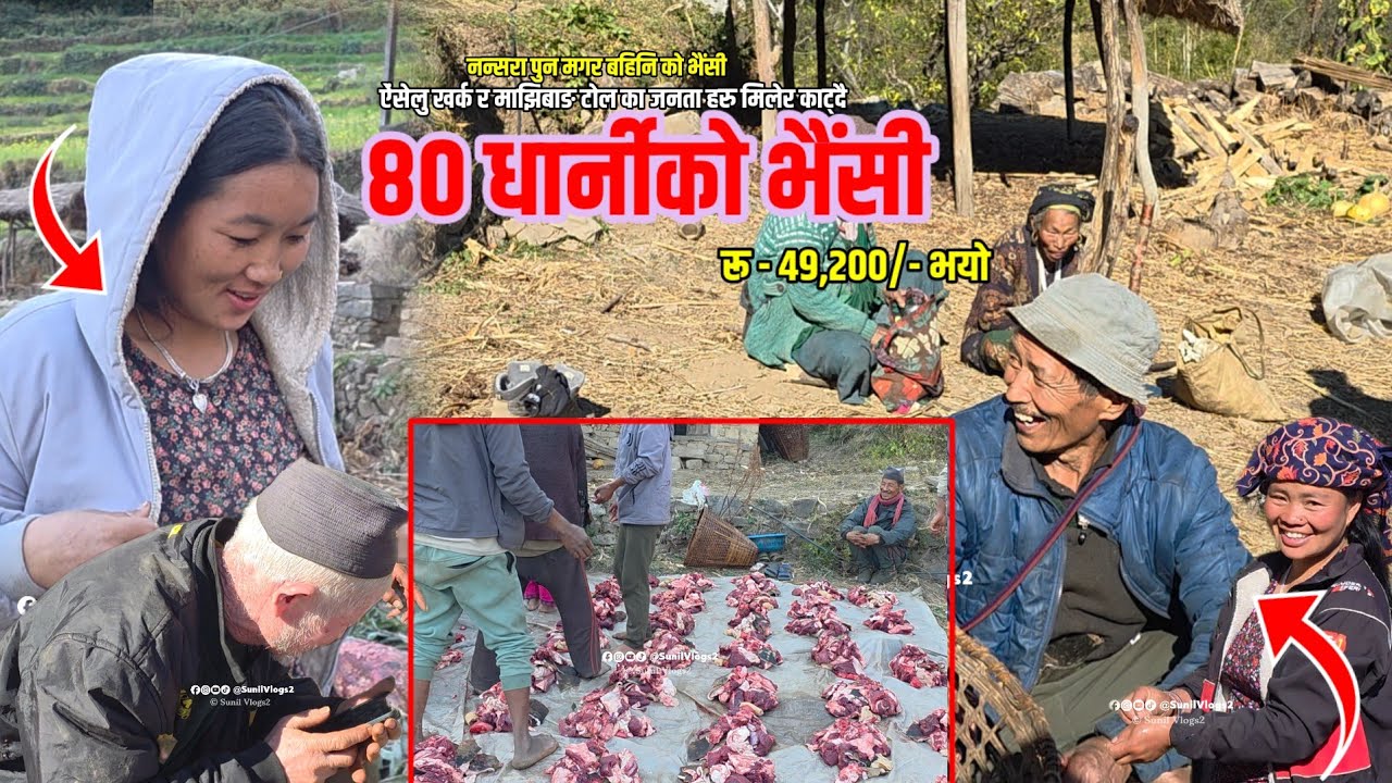 २०२६ सुरुवात यसरी भयो | ४८,०००/- हजार को भैंसी | गाँउले जीवन | Nansara Pun | Bhaisi Masu