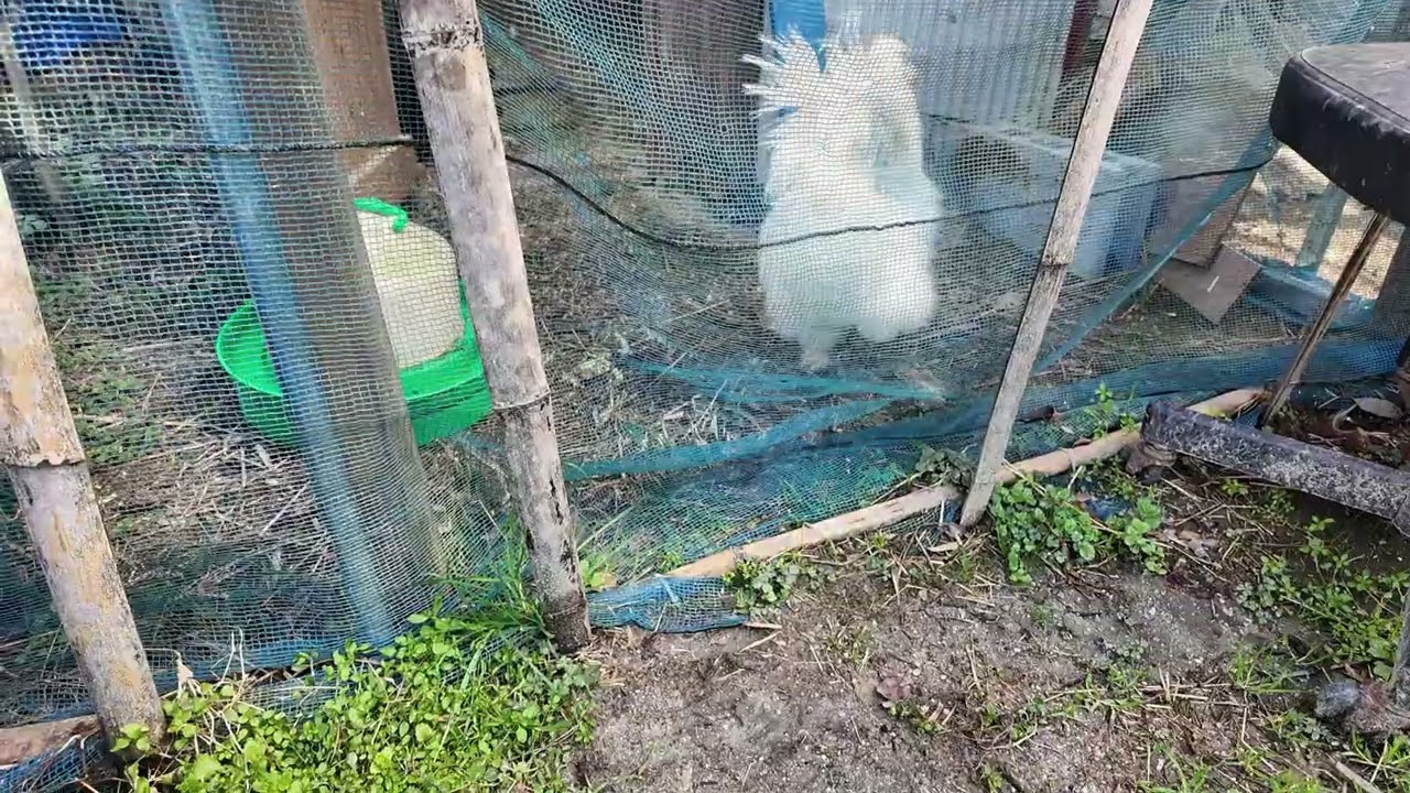 今日のコッコ：烏骨鶏とアローカナ暖かくなってよく鳴いている。