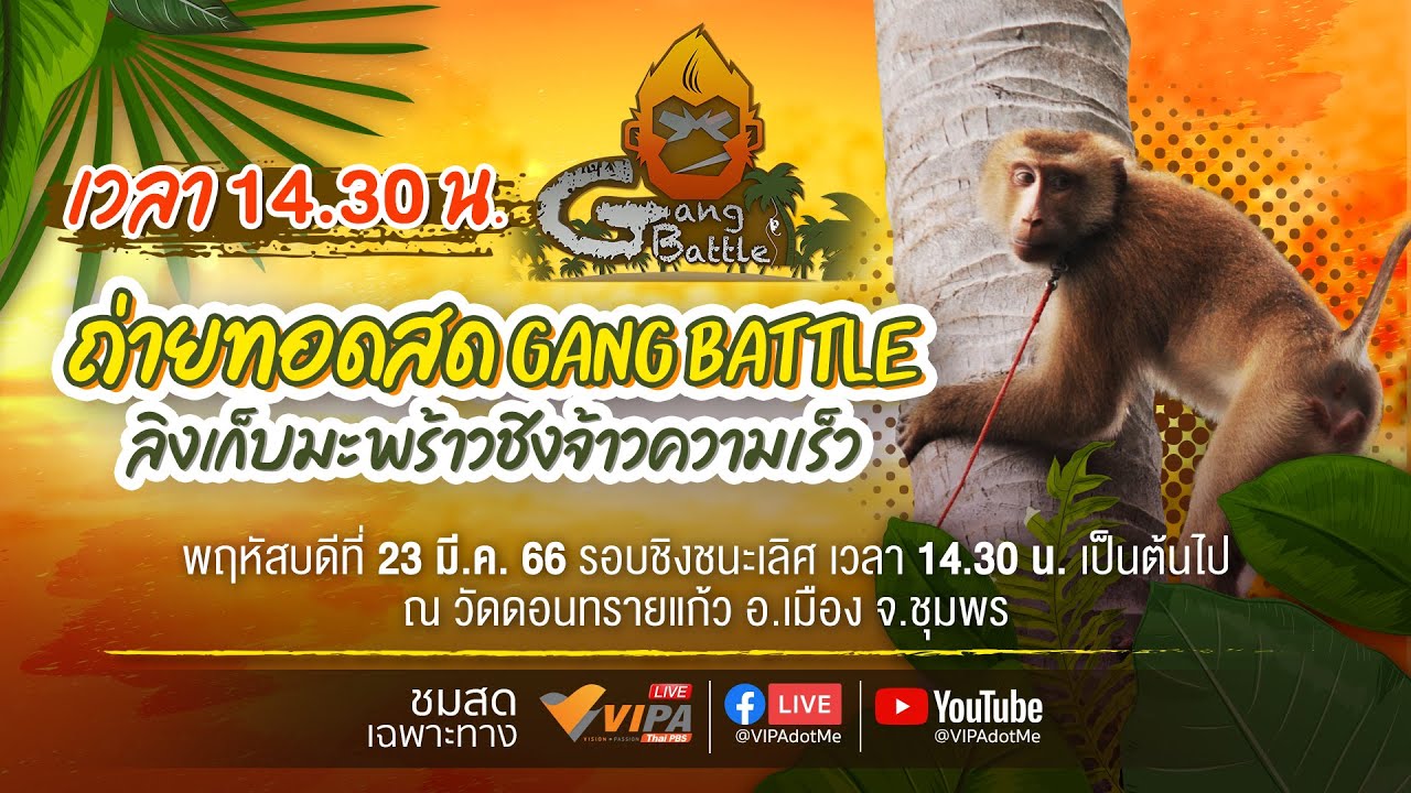 รอบชิงชนะเลิศ การแข่งขัน Gang Battle ลิงเก็บมะพร้าว ชิงจ้าวความเร็ว | 23 มี.ค. 66