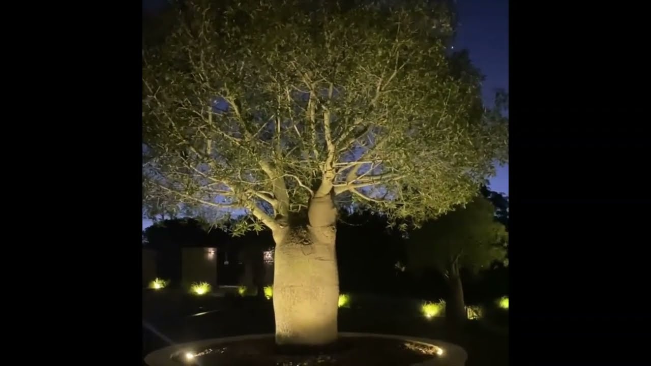 Bottle Tree at Night | Landscaped Designs | DesignerTrees.com.au