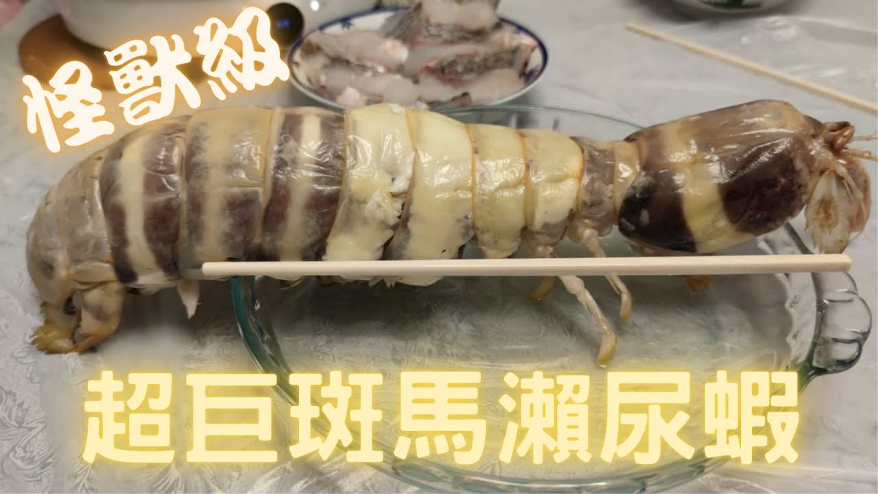 怪獸級超巨斑馬瀨尿蝦(蝦蛄)(皮皮蝦)~挑戰全網最大!!!平時2隻至1斤,今次1隻已經1斤6両,重要有膏,清蒸極鮮甜,啖啖肉~香港海鮮~社長遊街市(Hong Kong Seafood Market)
