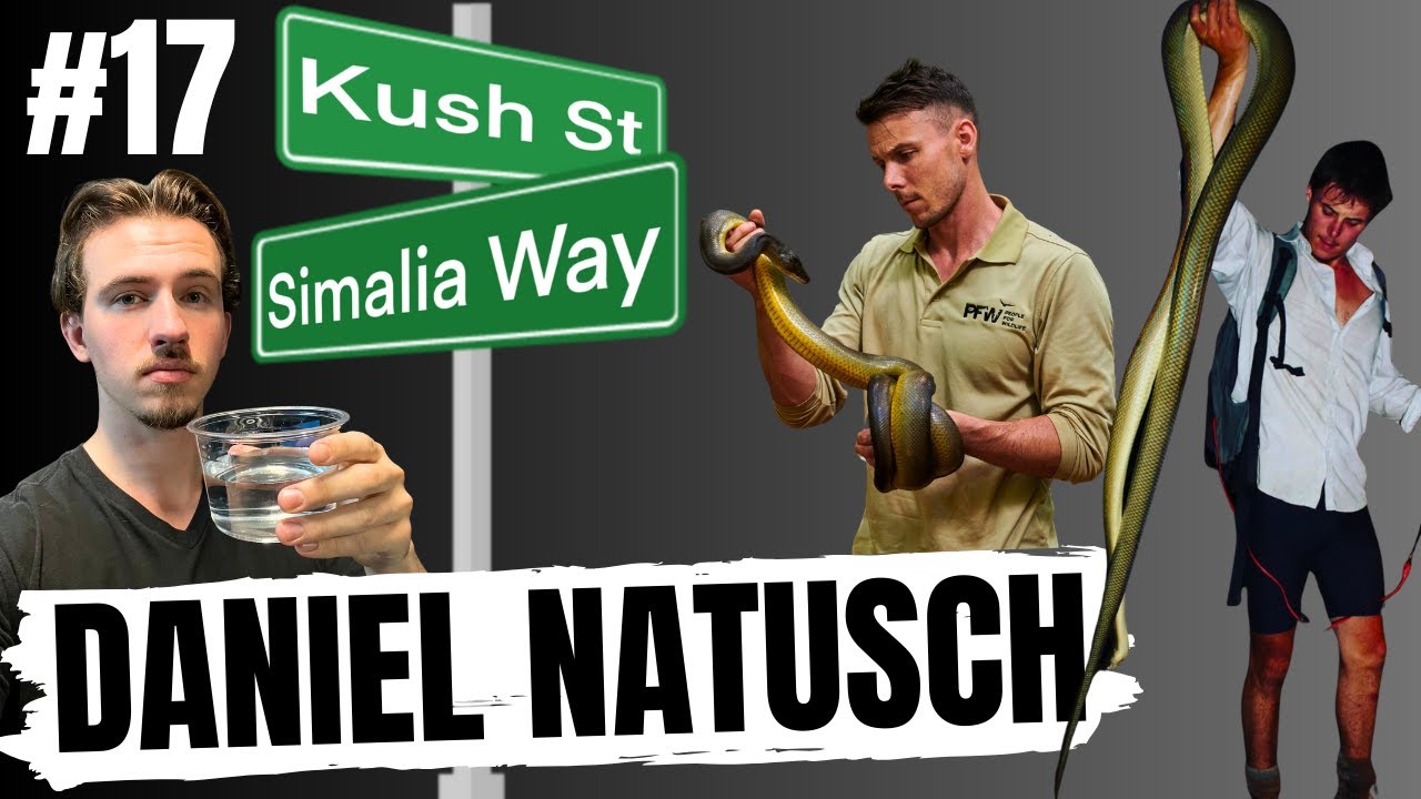 THE TRUTH ABOUT SCRUB PYTHONS IN THE WILD w/ DAN NATUSCH | KUSH'S KORNER LIVE