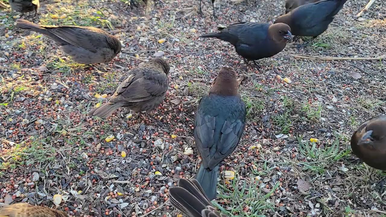 Crow Birds .@Vivi Mon Vlogs 