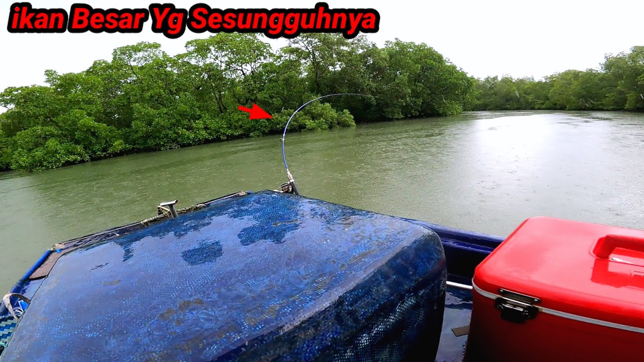 ini Baru Asli ikan Besar, ikan Besar impian Para Pemancing Berhasil Takluk