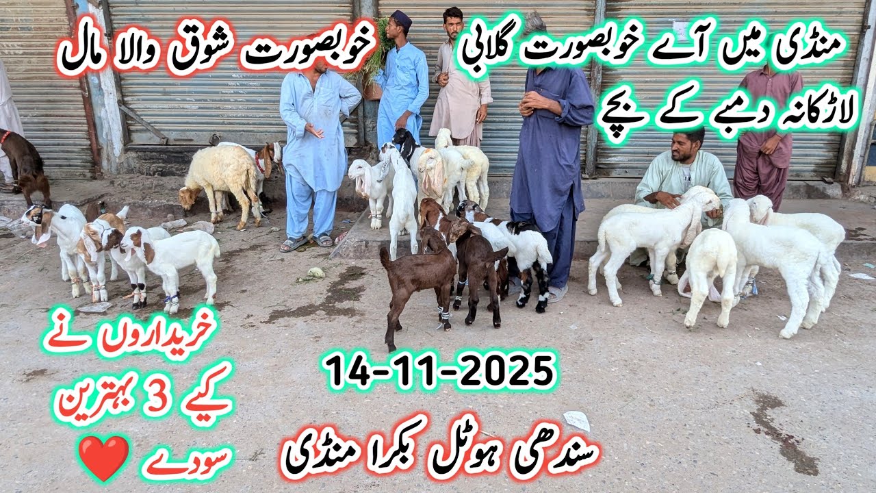 Sindhi Hotel Bakra Mandi Latest Update l Bakra Mandi 2025 Karachi l Bakra Mandi 2025 l
