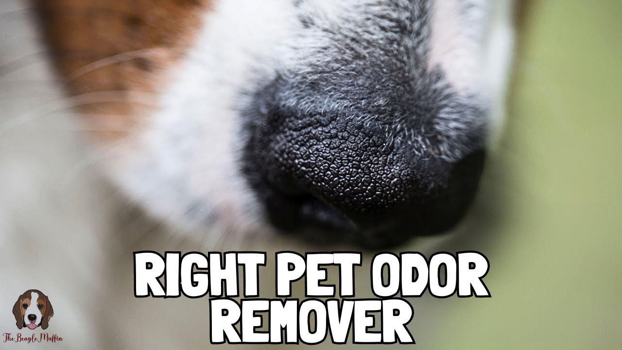 How To Find The Right Pet Odor Remover For Your Needs