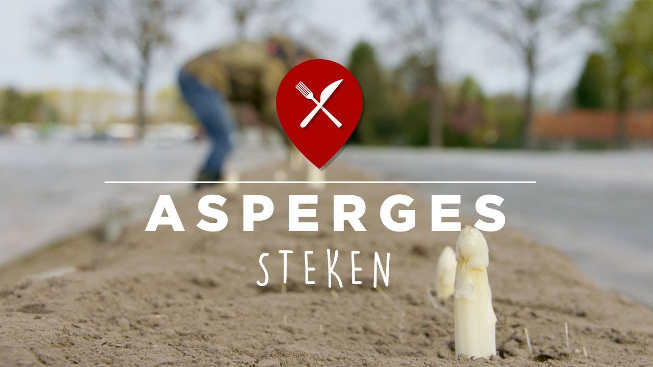 Asperges oogsten bij Maatschap Wulms