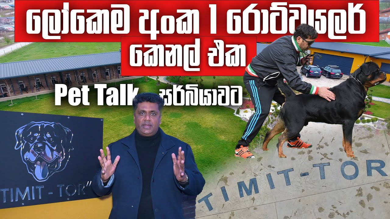 ලෝකෙම හොල්ලපු රොට්වයලර් කෙනල් එක සොයා Pet Talk සර්බියාවට - World No.1 Rottweiller Kennel #timitTor