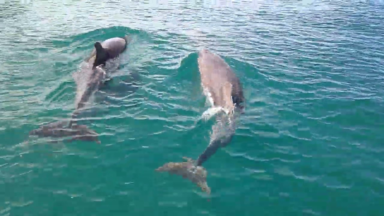 Dolphins at New Quay Wales