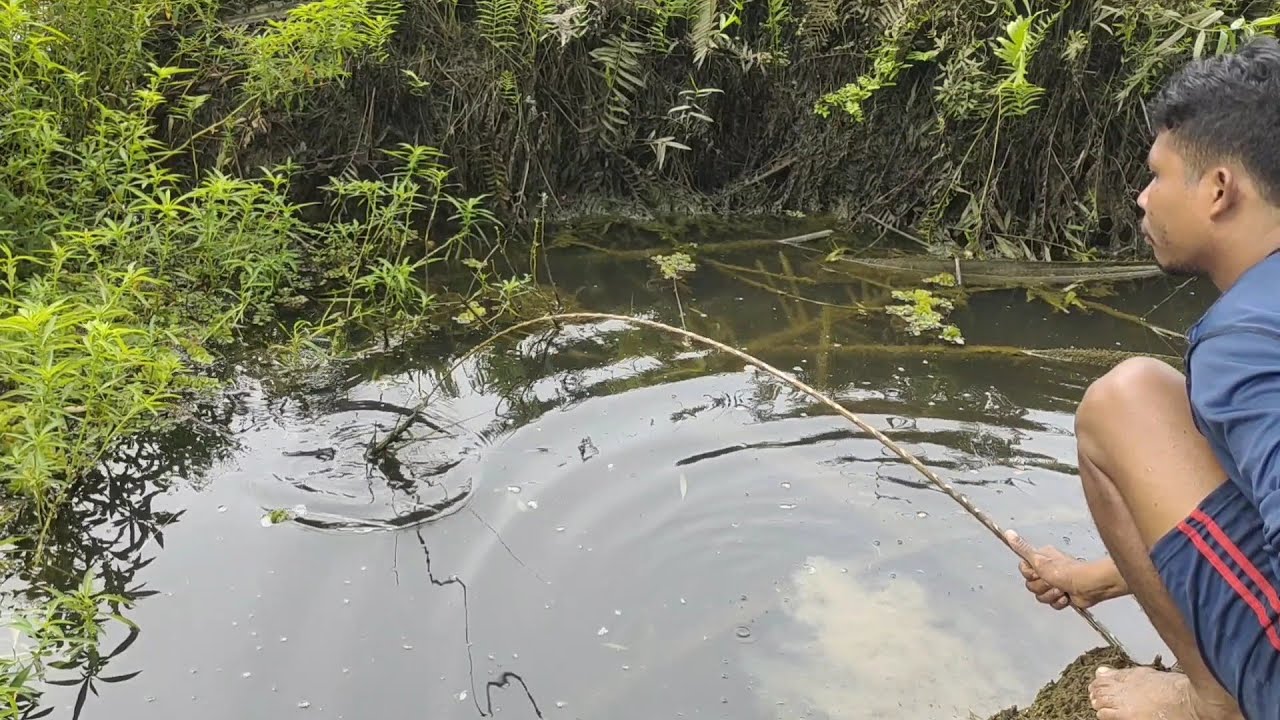 KALAU SUDAH REJEKI TIDAK AKAN KEMANA..!! PANEN GABUS DI SPOT YANG DI RAGUKAN BANYAK ORANG