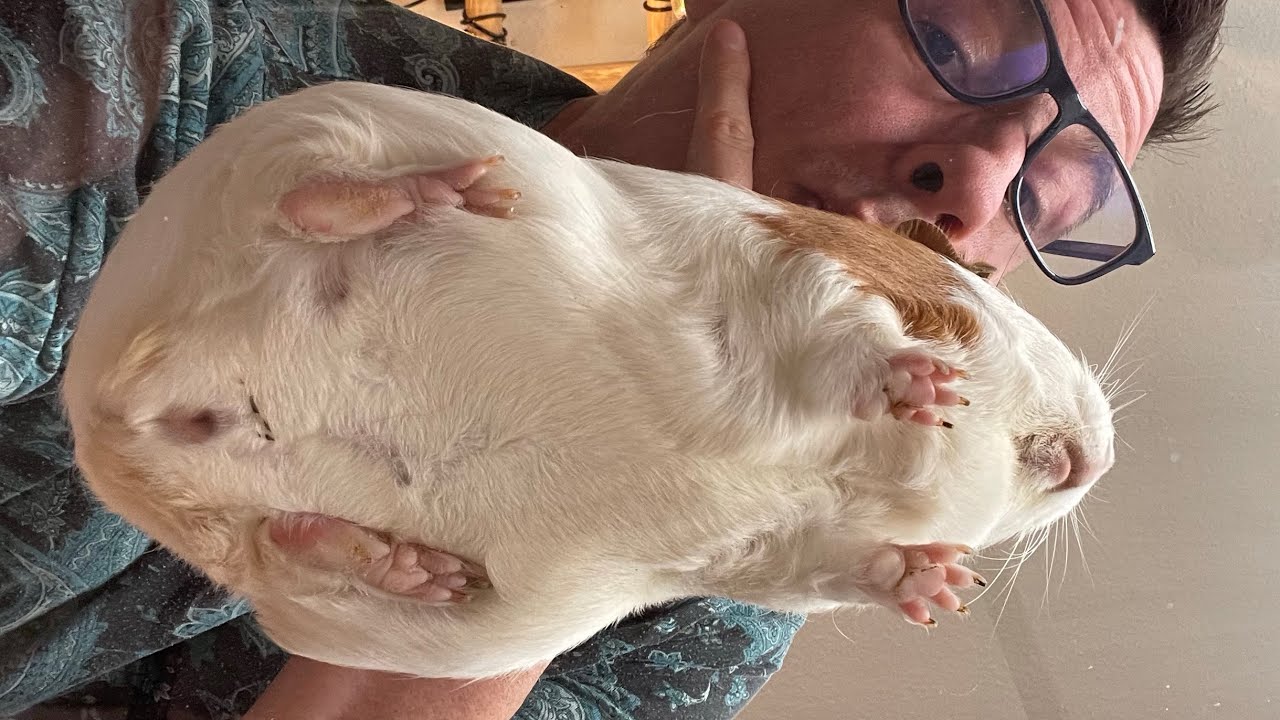 Meerschweinchen von UNTEN!!!