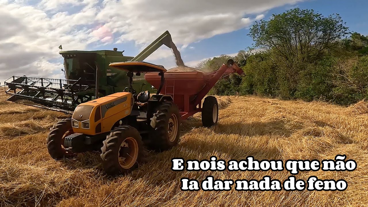 Colhemos a aveia pra feno e tratei do gado a tarde (1ºvideo do canal)