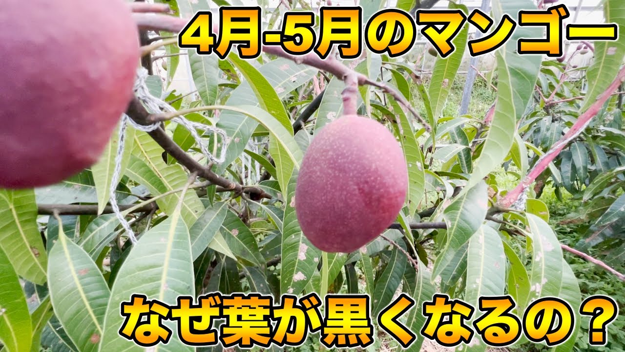 【4月-5月のマンゴーの様子】なぜ葉っぱが黒くなるのか？すす病とは？雨が多いと，嫌ですね．Why do the leaves turn black? What is soot disease?