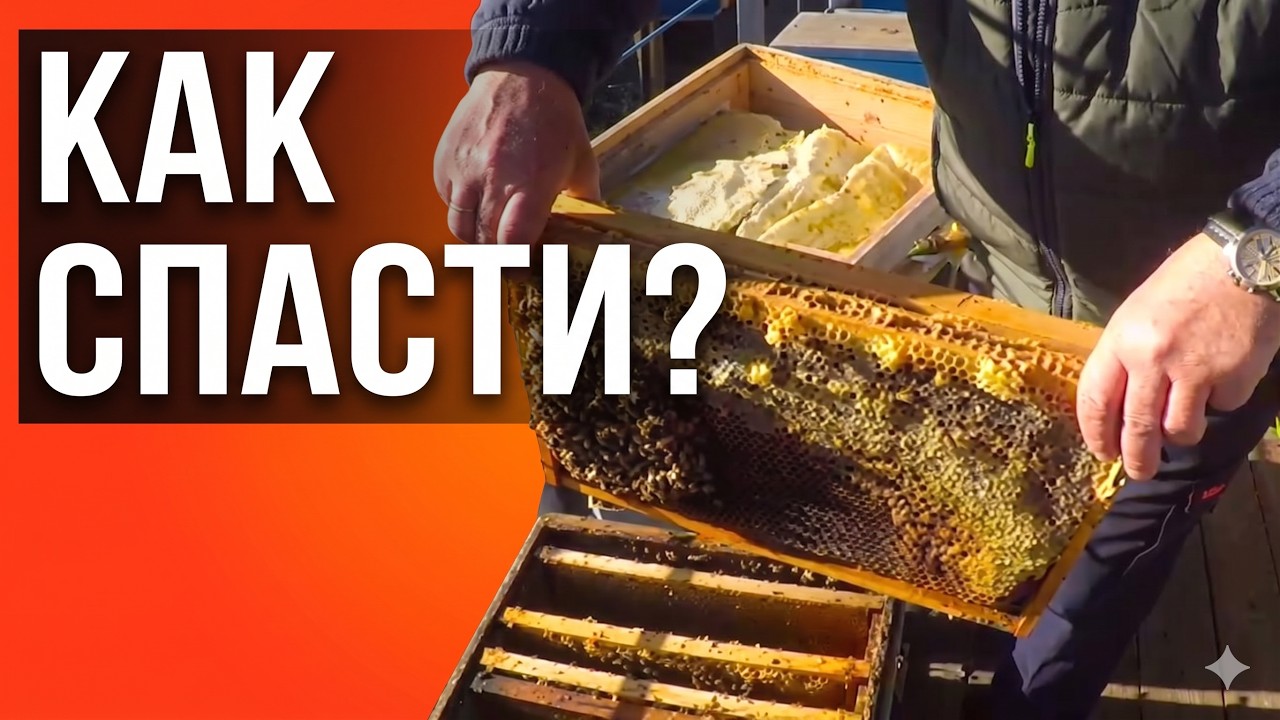 Как объединить пчел осенью? Залог успешной зимовки!