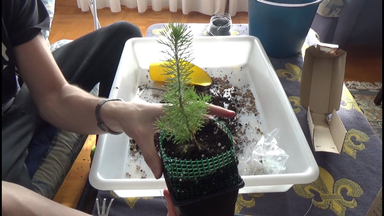 Trasplante light - Pino piñonero y castaños