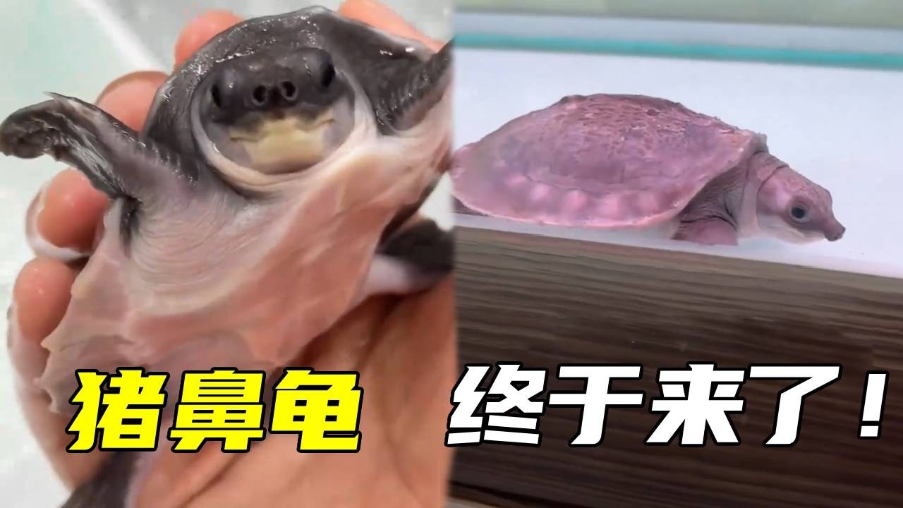 从盼着养到真的拥有！猪鼻龟正式入住，六种龟齐了！【鲁伟学长】